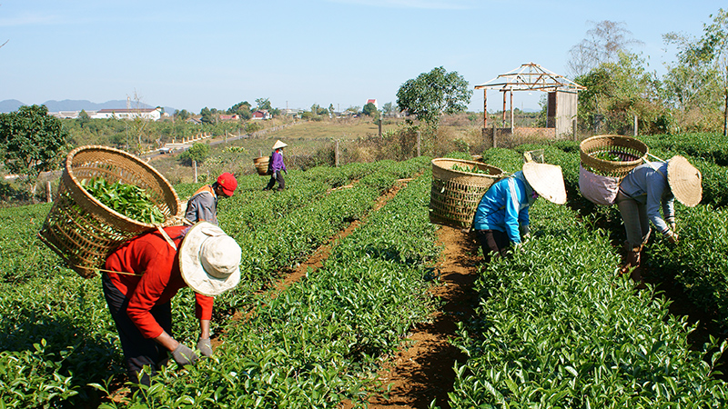Plantación_ comercio justo